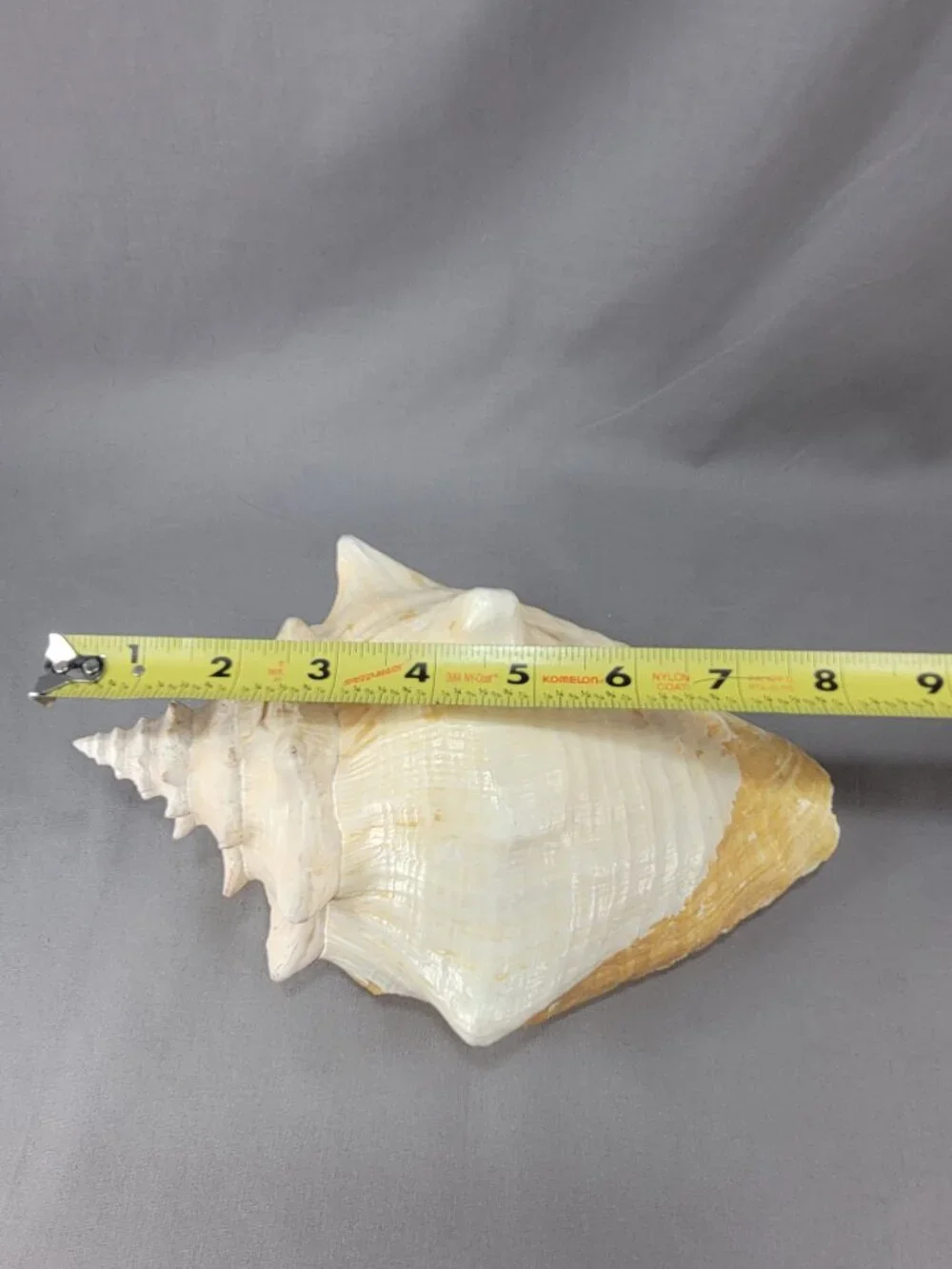 Vtg Natural Conch Seashell Shell Beach Nautical Home Decor Weathered Distressed